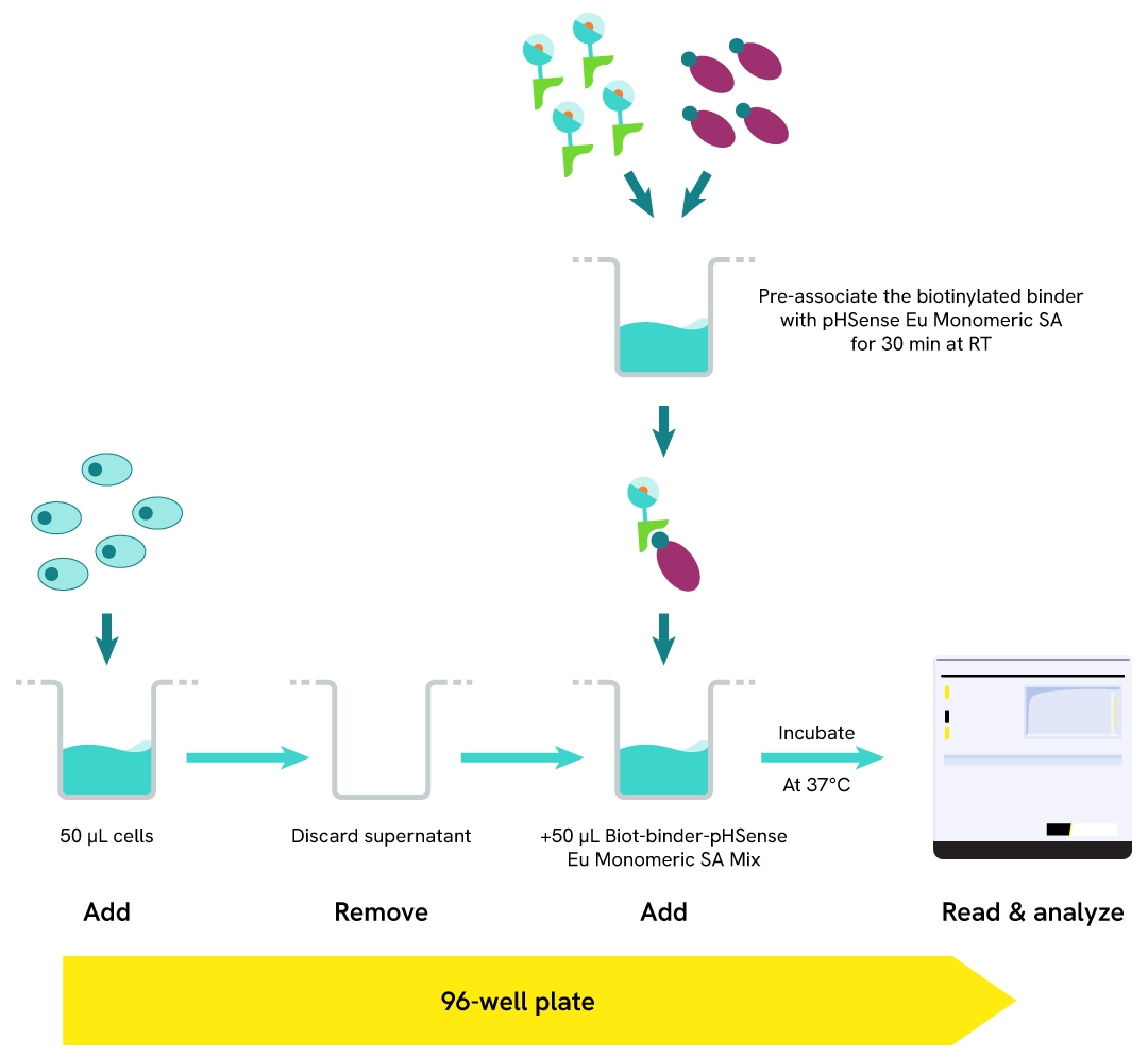 Assay protocol for monitoring binder internalization