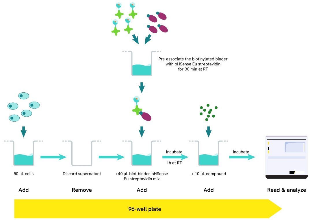 Assay protocol for monitoring receptor and membrane protein-mediated internalization