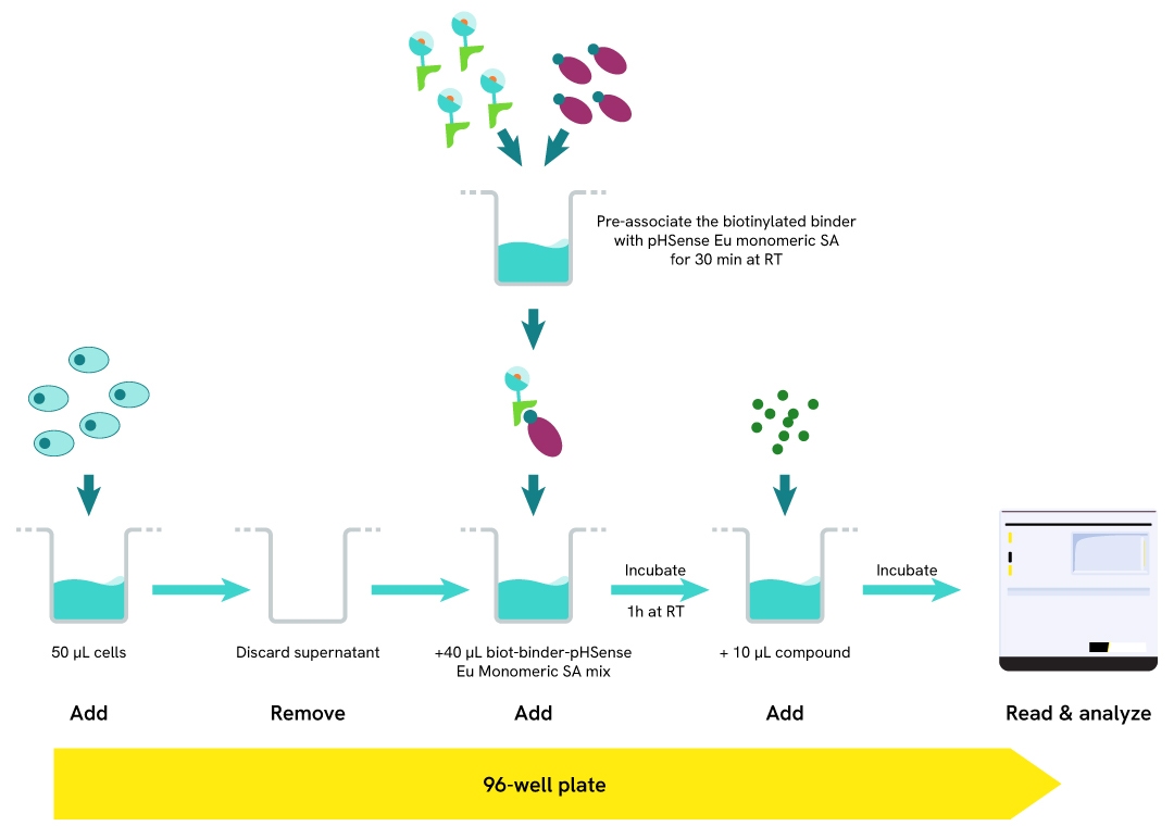 Assay protocol for monitoring receptor and membrane protein-mediated internalization