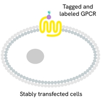 Generic TagLite tagged and labelled GPCR primary image