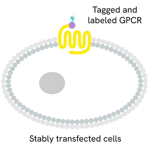 Generic TagLite tagged and labelled GPCR primary image