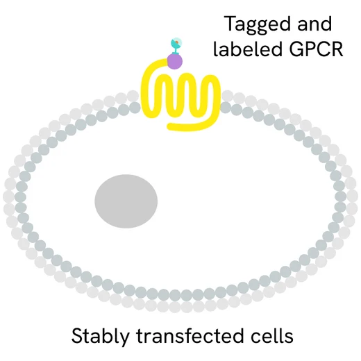 Generic TagLite tagged and labelled GPCR primary image