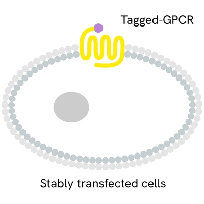 Generic TagLite tagged GPCR primary image