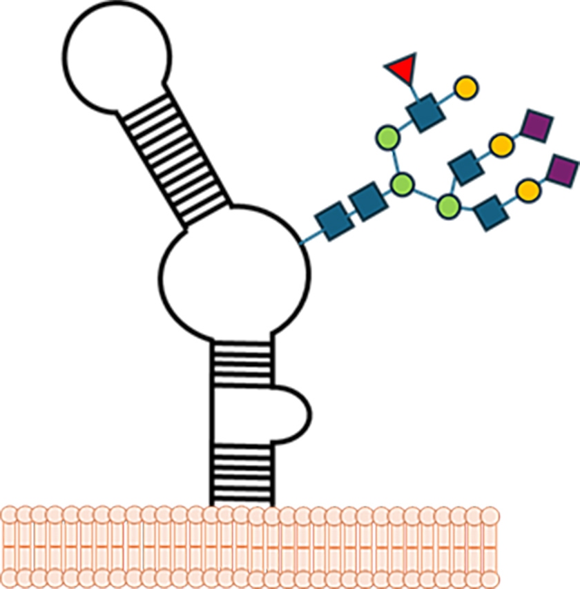 glyan figure 1