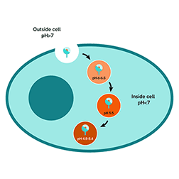 Image pHSense GPCR category page