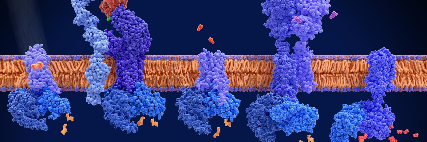 GPCRs and their prevalence in drug therapies hero