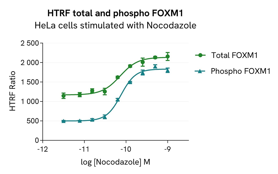 Assay validation activator nocodazole FOXM1 phospho-T600