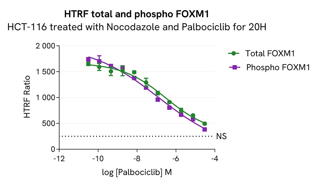 Assay validation inhibitor palbociclib FOXM1 Phospho-T600