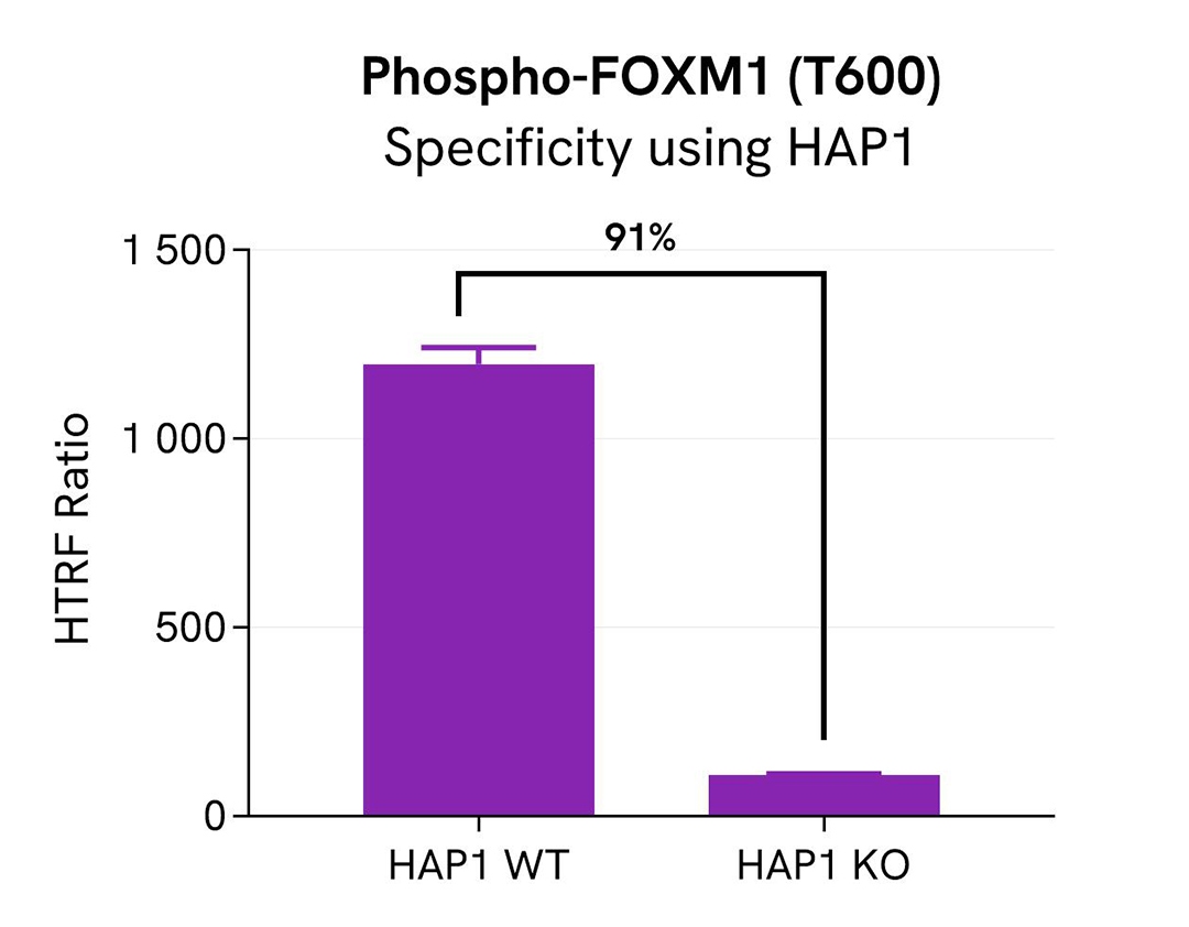 Assay validation specificity FOXM1 Phospho-T600