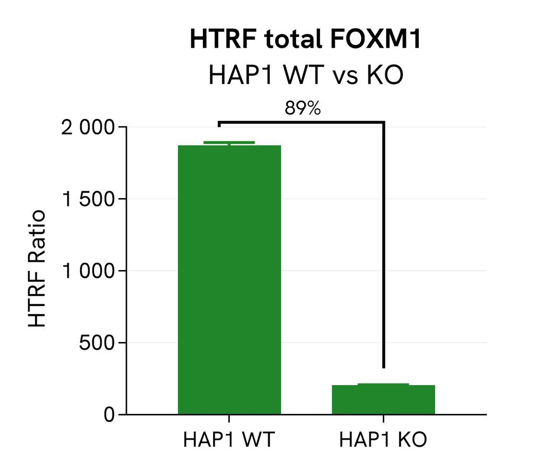 Assay validation specificity FOXM1 total