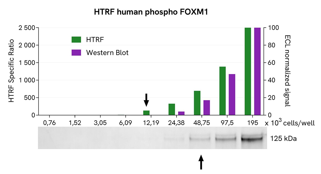 Assay validation WB FOXM1 Phospho-T600