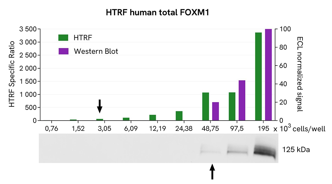 Assay validation WB FOXM1 total