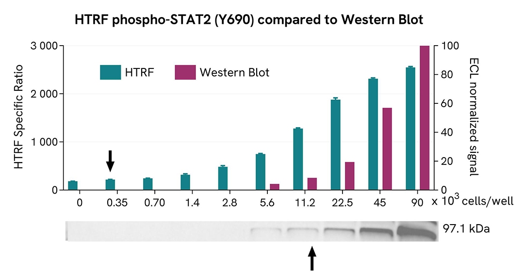 Assay validation WB STAT2 Phospho-Y690