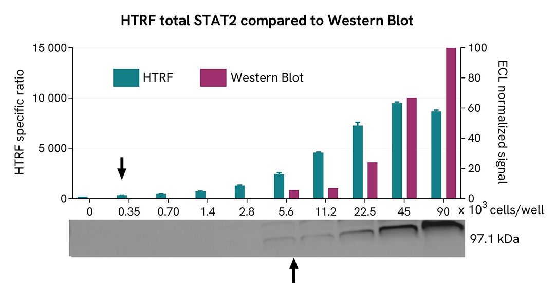 Assay validation WB STAT2 total