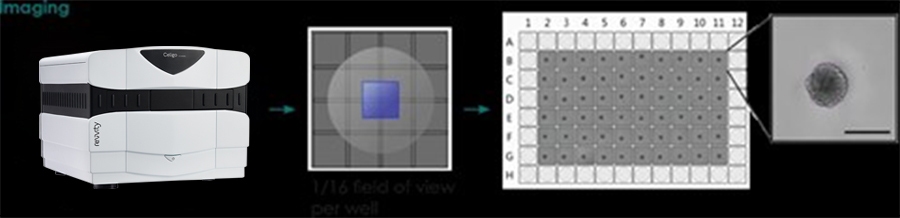 growth inhibition celigo image cytometer