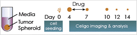 growth inhibition experimental setup