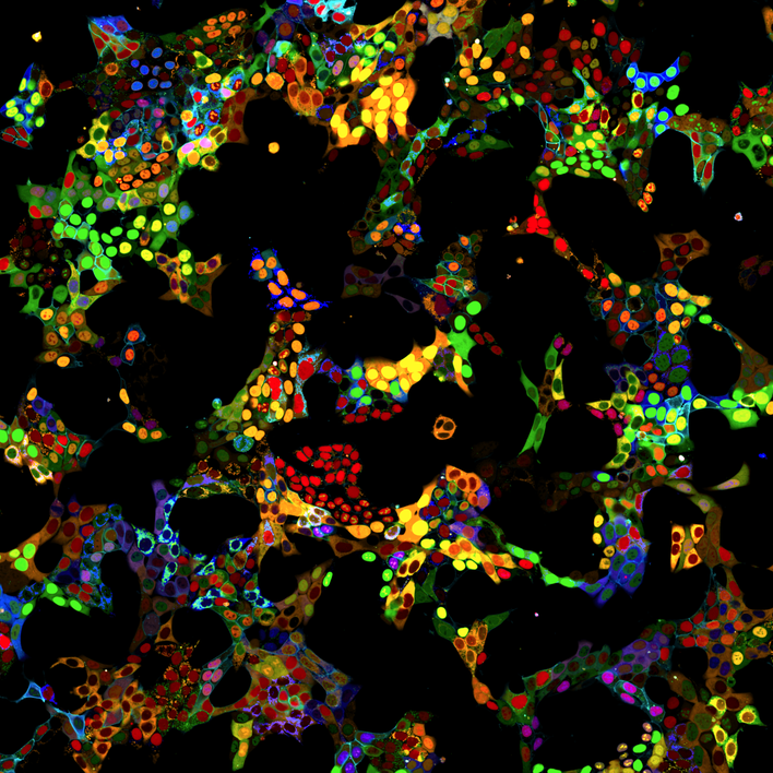HAP1 cell pool imaged on the Opera Phenix Plus high-content screening system.