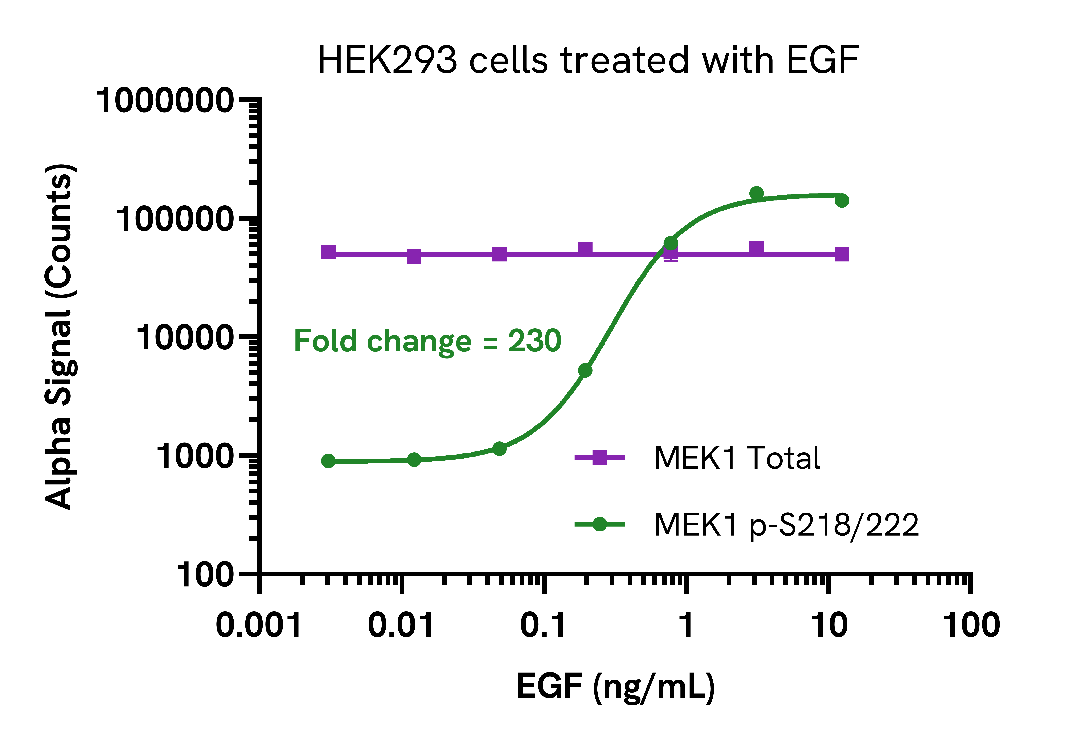 Activation of Phospho MEK1 (Ser218/222) in EGF treated cells