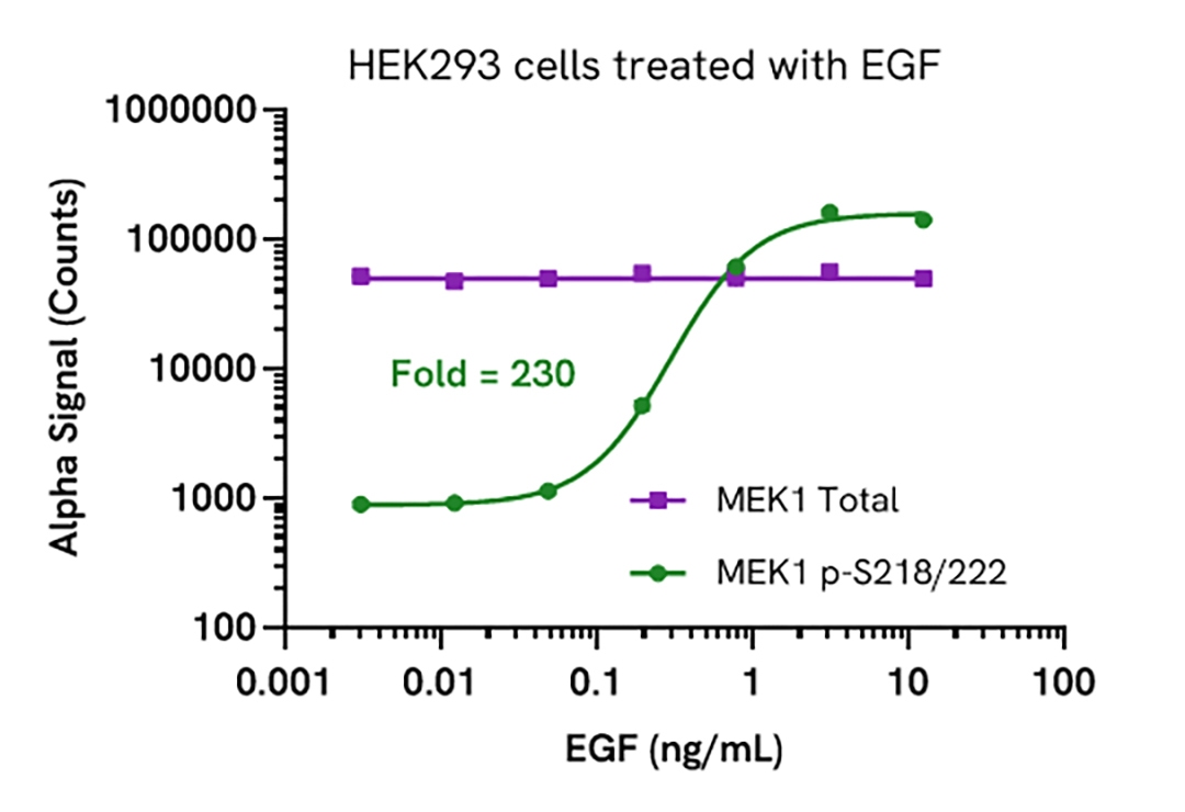 Validation of MEK1 Total in EGF treated cells