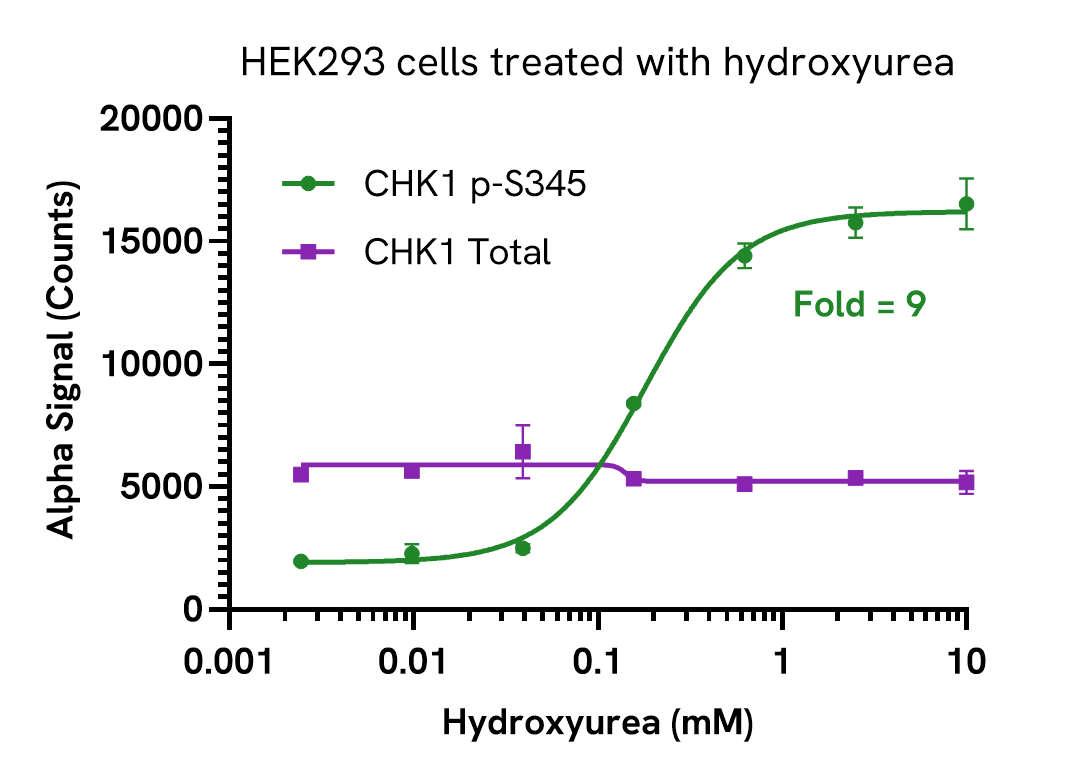 Induction of CHK1 Phospho (Ser345) in hydroxyurea treated cells
