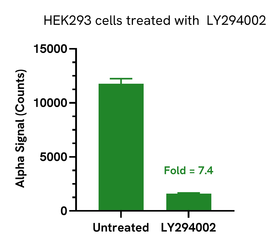 Pharmacological Validation (inhibitor) of Phospho FOXO1