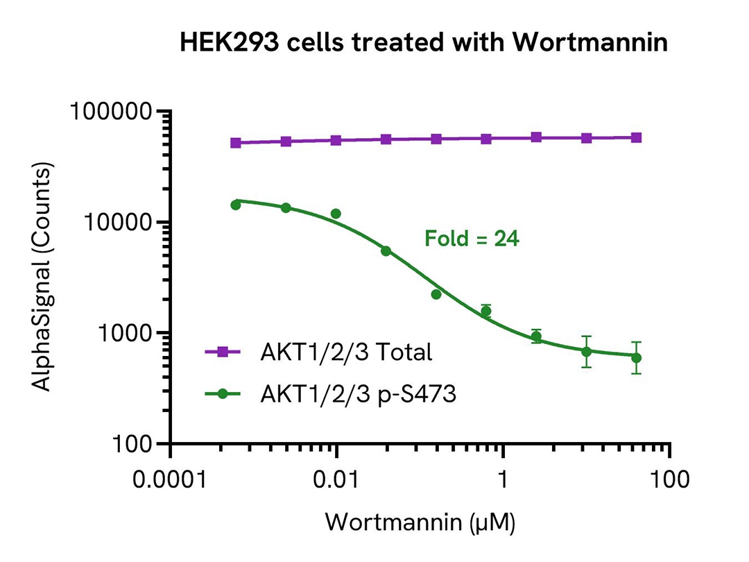 HEK293 cells treated with Wortmannin