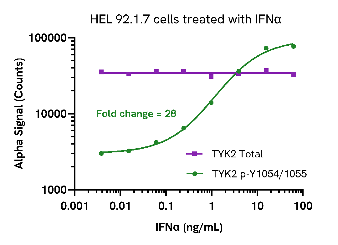 Induction of Phospho TYK2 (Tyr1054/1055) in endogenous cell models