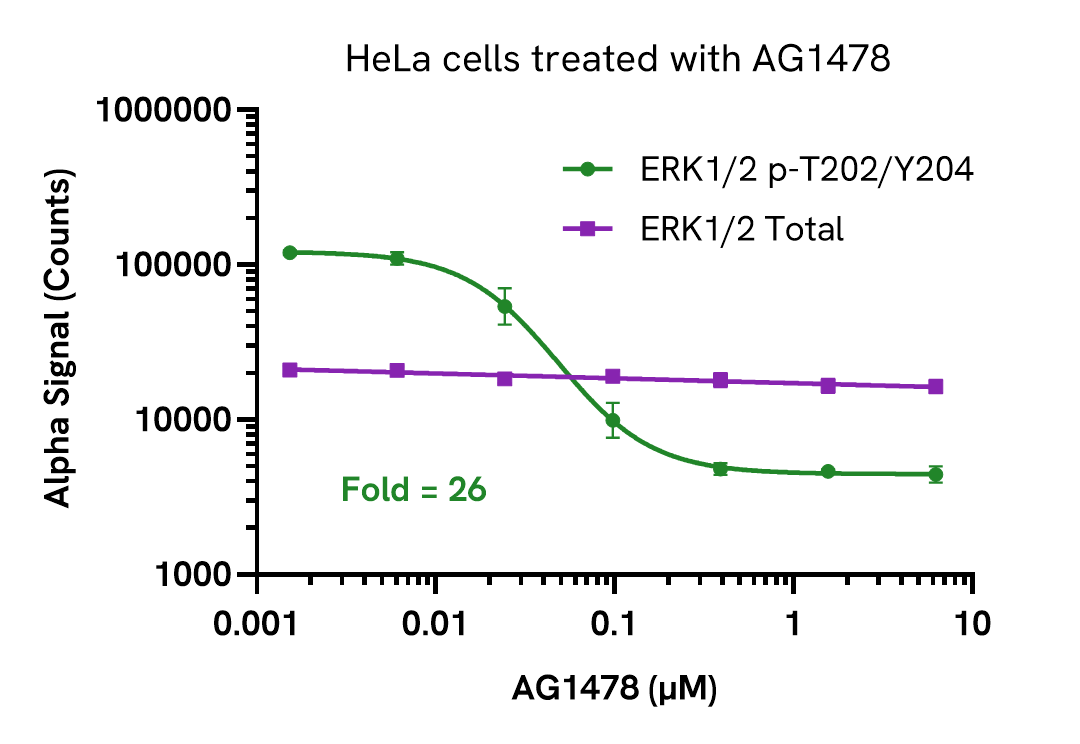 Decrease of Phospho ERK1/2 (Thr202/Tyr204) levels in AG1478 treated cells