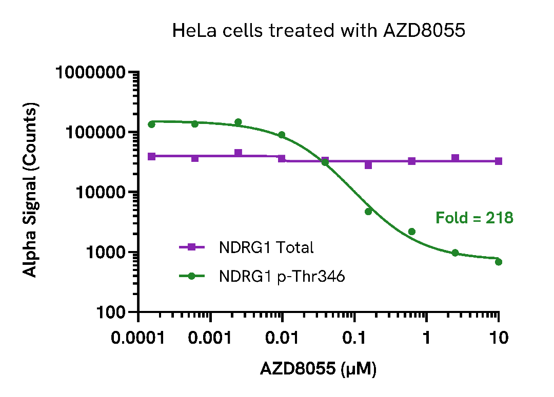 Inhibition of NDRG1 (Thr346) phosphorylation in HeLa cells