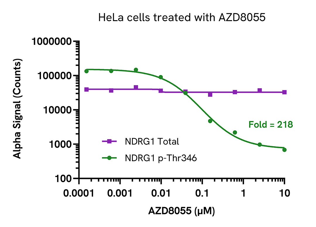 Validation of Total NDRG1 in AZD8055 treated HeLa cells