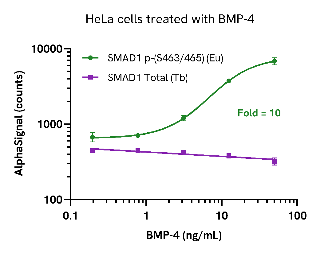 Activation of phospho SMAD1 (Ser463/465) in endogenous cellular models