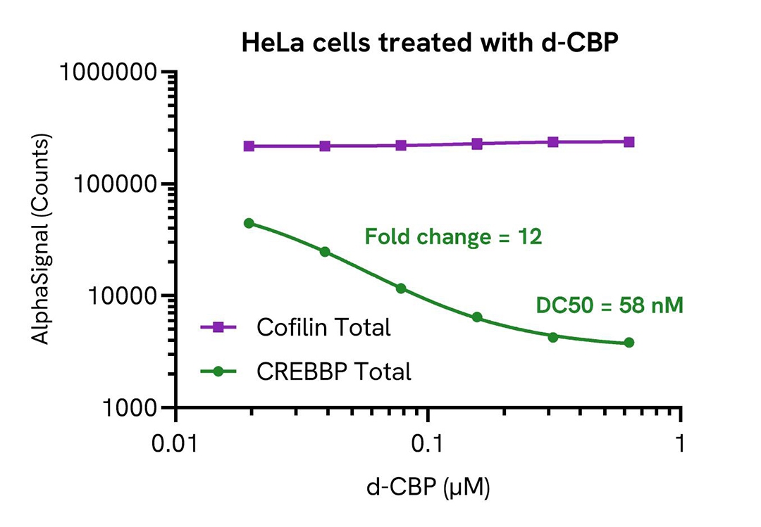 HeLa cells treated with d-CBP