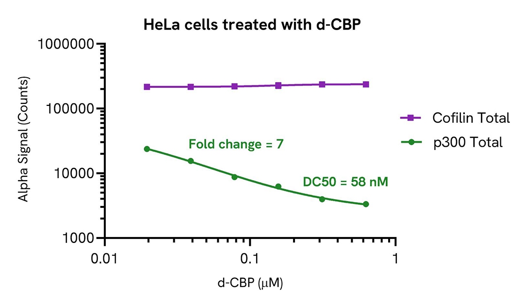  HeLa cells treated with d CBP
