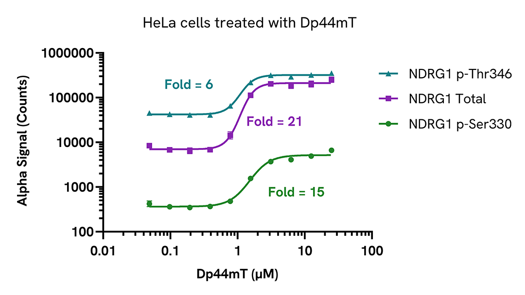 img-hela-cells-treated-with-dp44mt-alsu-pndrg1-a
