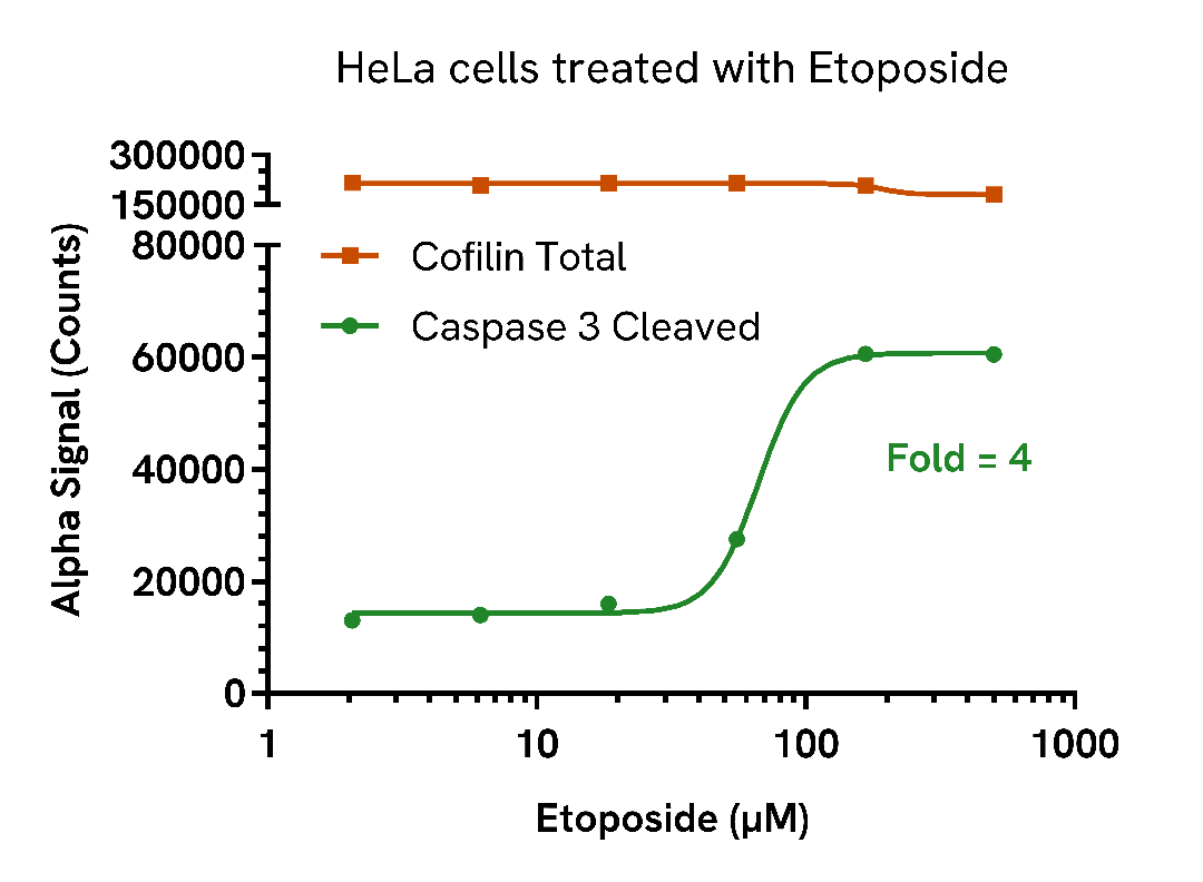 Etoposide induction of Caspase 3 cleavage