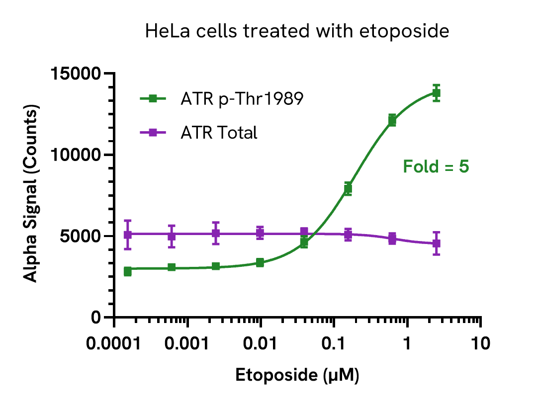 Pharmacological Validation (Activation) of ATR (Thr1989) assay