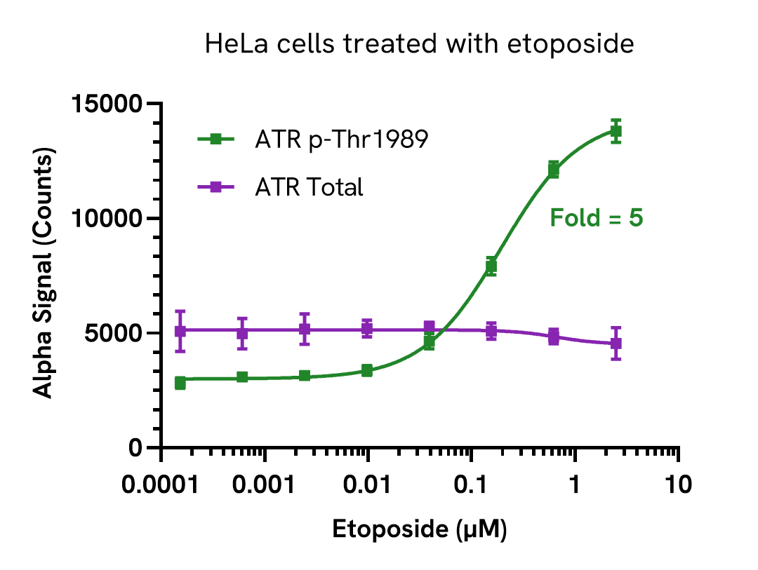 Pharmacological Validation (Activation) of ATR (Thr1989) assay