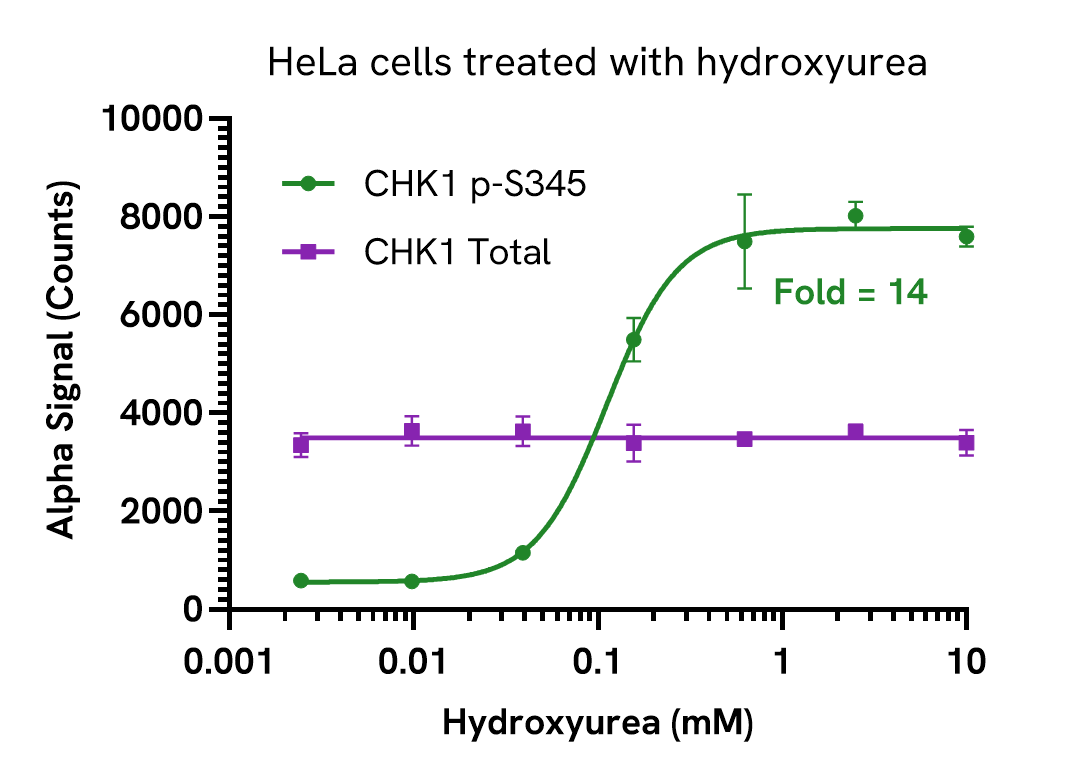 Induction of CHK1 Phospho (Ser345) in hydroxyurea treated cells