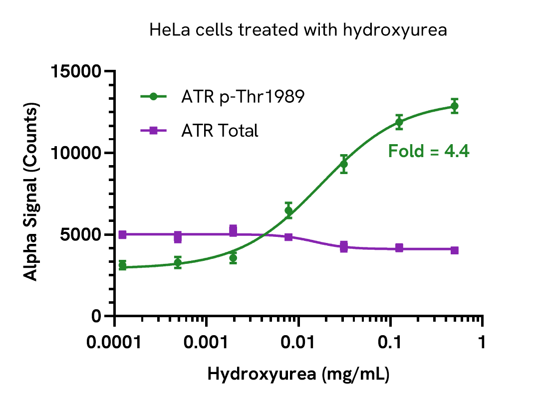 Pharmacological Validation (Activation) of ATR (Thr1989) assay