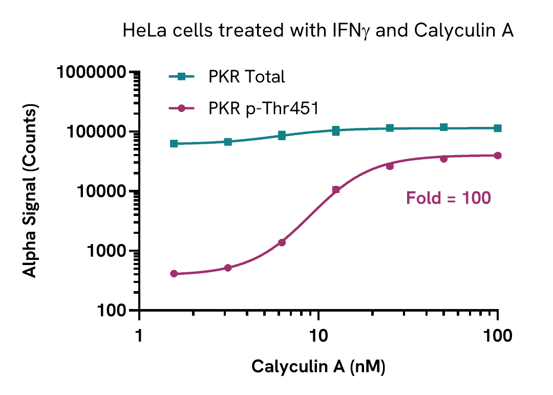 Activation of Phospho PKR (Thr451) in HeLa cells