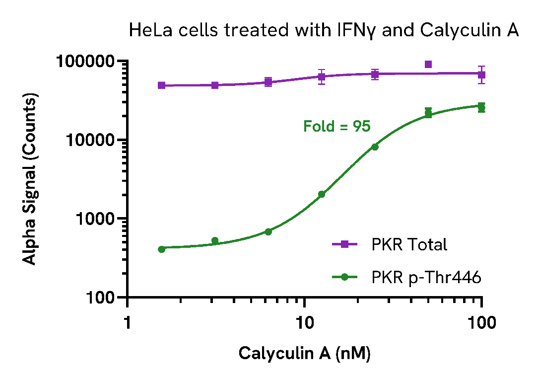 Activation of Phospho PKR (Thr446) in HeLa cells