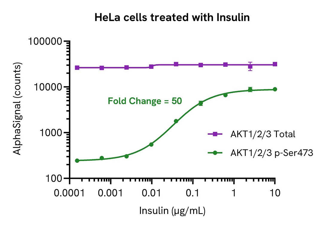 HeLa cells treated with Insulin