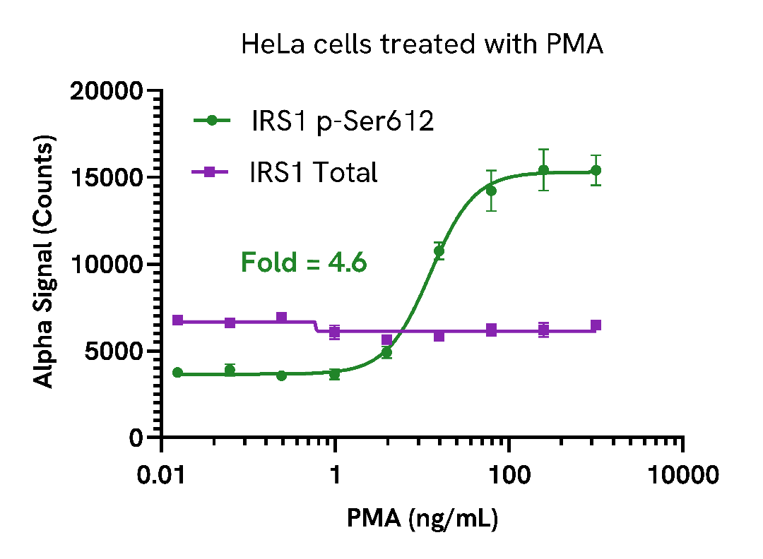 Validation of Total IRS1 in endogenous cellular models