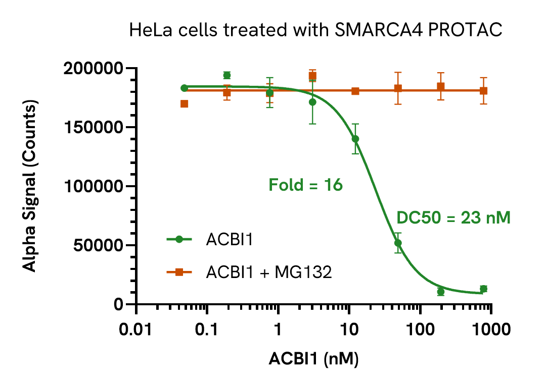 PROTAC mediated degradation of SMARCA4