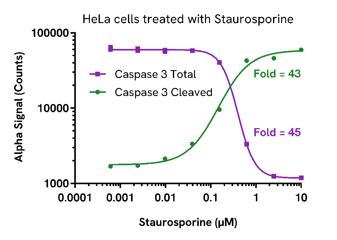 Caspase 3 cleavage in cells treated with Staurosporine