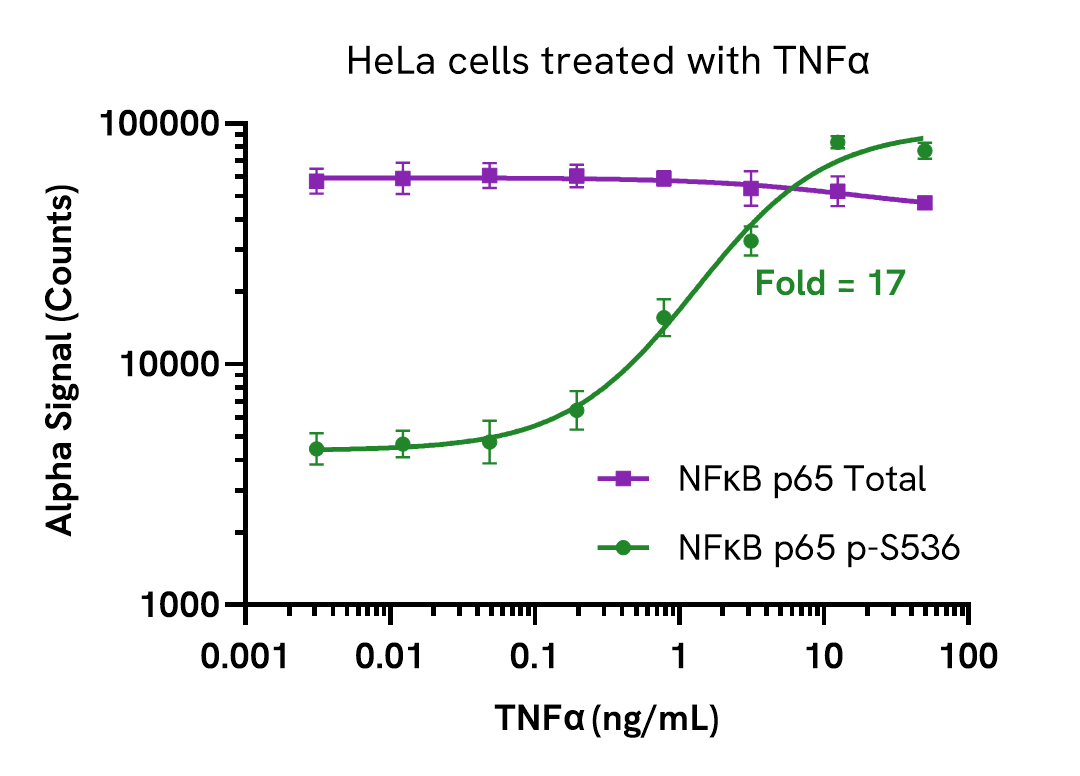 Validation of Total NFκB p65 in TNFα treated cells