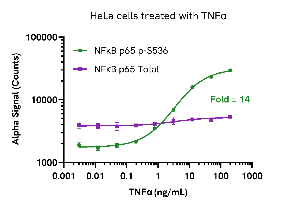 Activation of Phospho NFκB p65 (Ser536) in TNFα treated cells