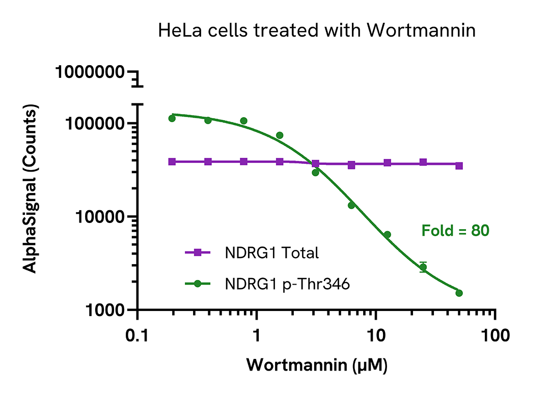 Validation of Total NDRG1 levels in endogenous cellular models