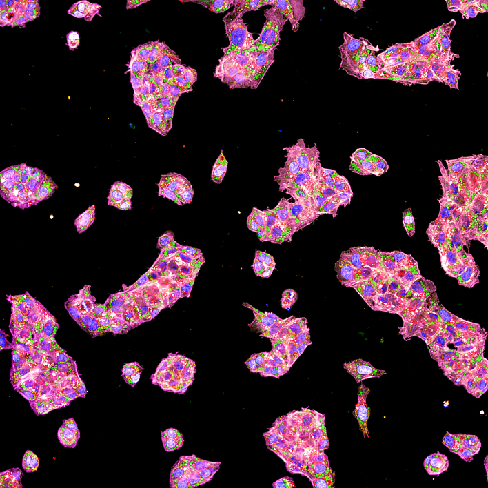 HepG2 cells imaged on the Opera Phenix high-content screening system.