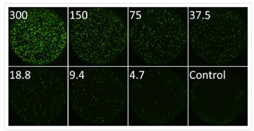 High-throughput counting of GFP-expressing influenza viral foci-2
